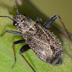 Orthocephalus saltator